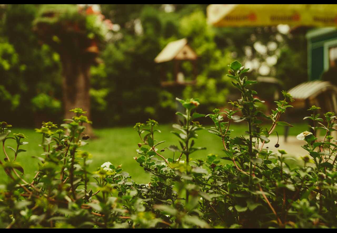 Migliorare la vivibilità del giardino: i consigli e gli investimenti più indicati per farlo