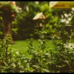 Migliorare la vivibilità del giardino: i consigli e gli investimenti più indicati per farlo