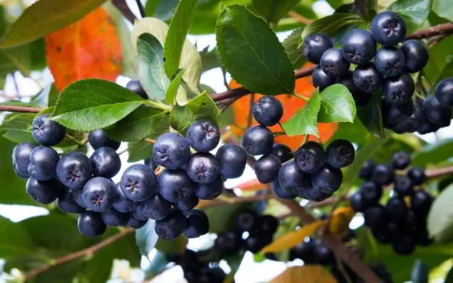 Bacche di aronia: proprietà e benefici