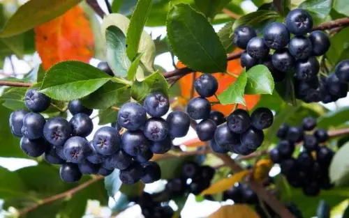 Bacche di aronia: proprietà e benefici