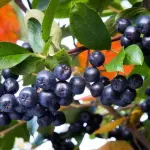 Bacche di aronia: proprietà e benefici