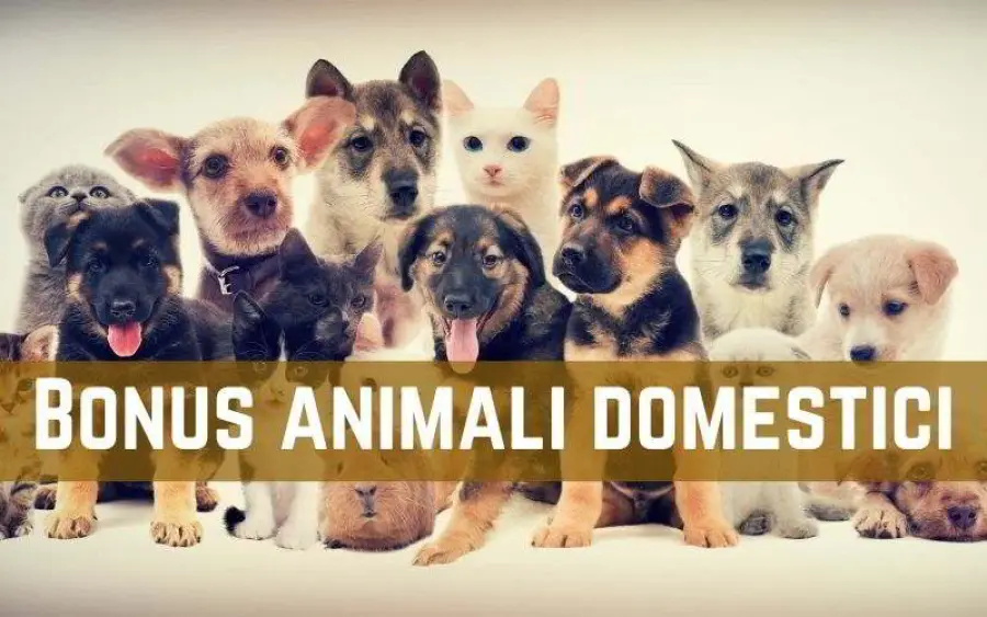Bonus Animali Domestici: spese veterinarie detraibili al 19%