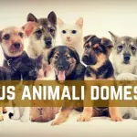 Bonus Animali Domestici: spese veterinarie detraibili al 19%