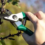 Come fare la potatura degli agrumi