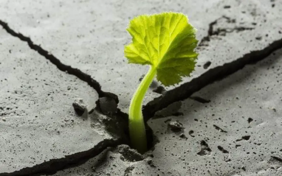 Libri sulla resilienza