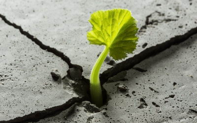 Libri sulla resilienza