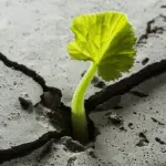 Libri sulla resilienza