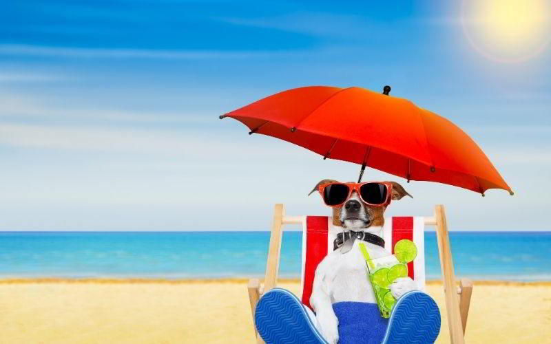 Spiagge per cani in Italia da nord a sud