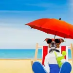 Spiagge per cani in Italia da nord a sud