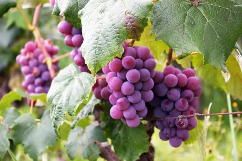 Come si fa il vino: dalla vendemmia alla bottiglia