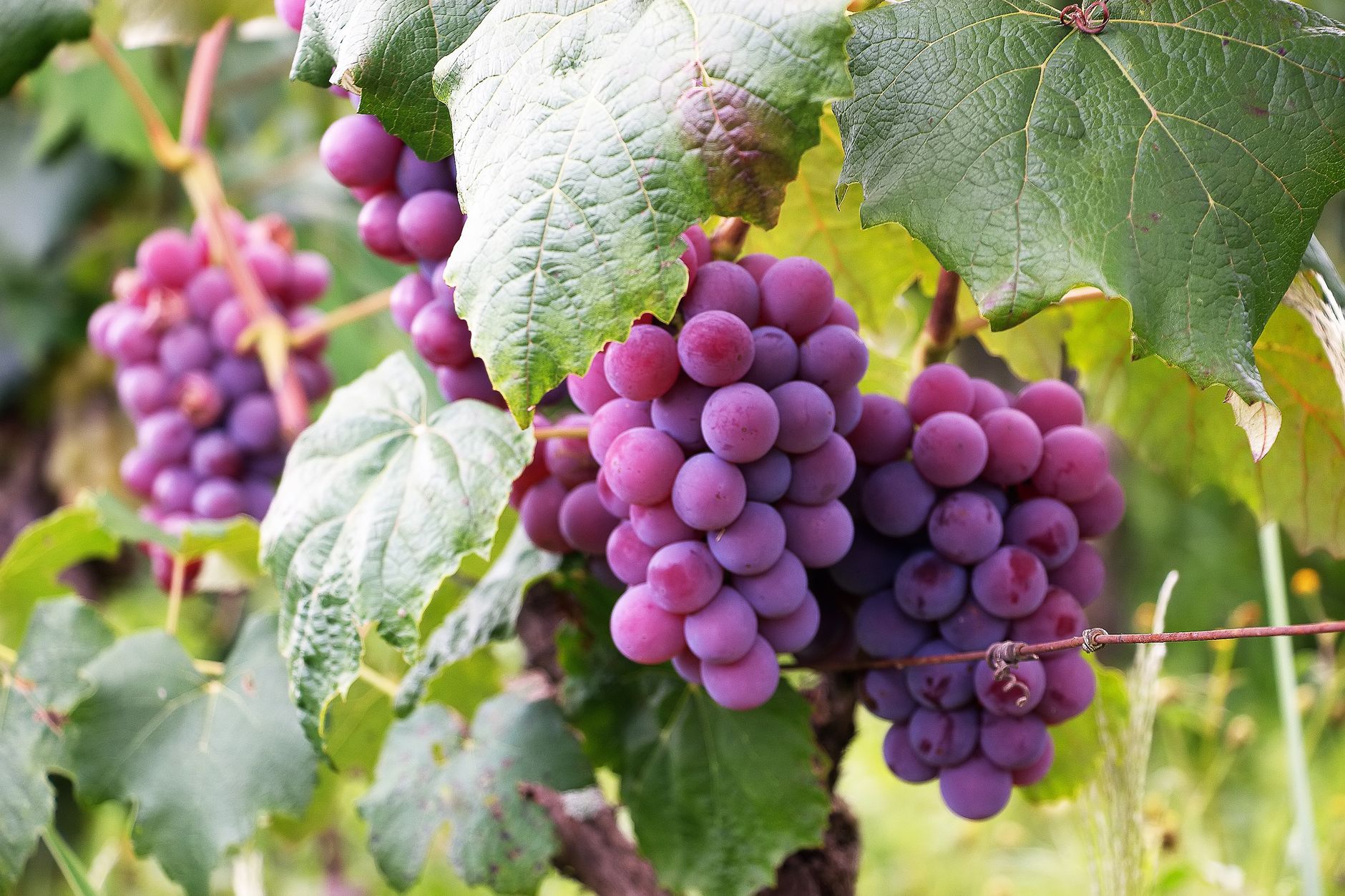 Come si fa il vino: dalla vendemmia alla bottiglia