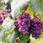 Come si fa il vino: dalla vendemmia alla bottiglia