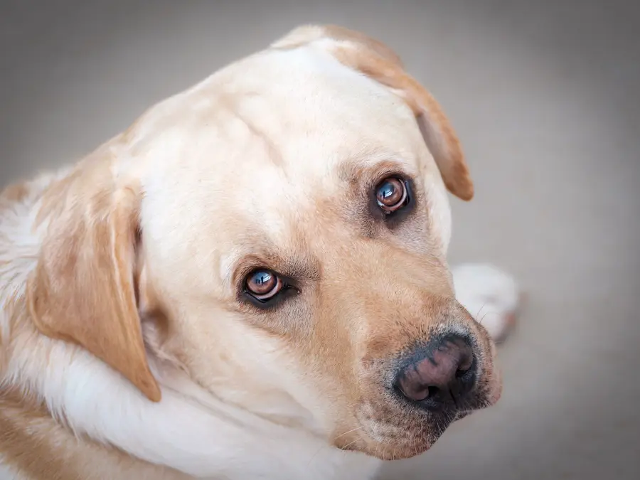 Età del cane in anni umani: come calcolarla