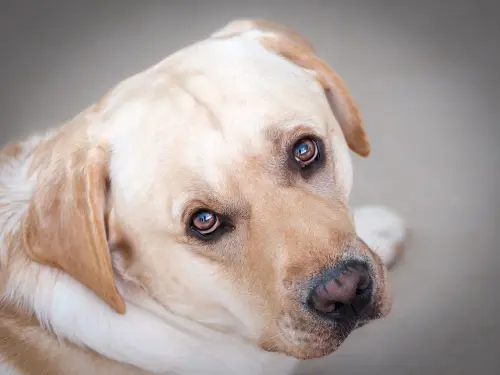 Età del cane in anni umani: come calcolarla