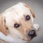 Età del cane in anni umani: come calcolarla