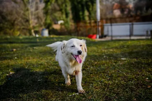 Cani vietati in Italia: razze e legge vigente