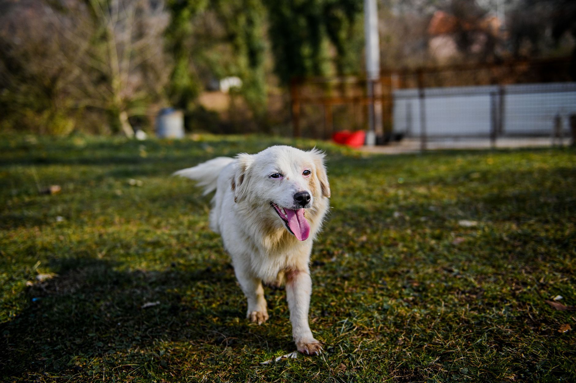 Cani vietati in Italia: razze e legge vigente