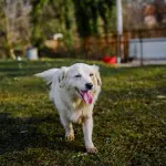 Cani vietati in Italia: razze e legge vigente