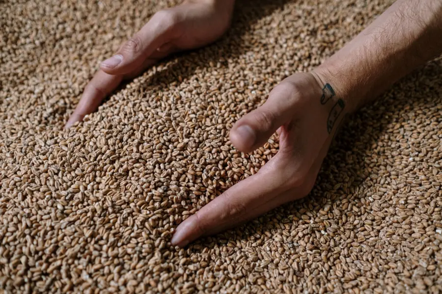 Proprietà del farro: valori nutrizionali e benefici