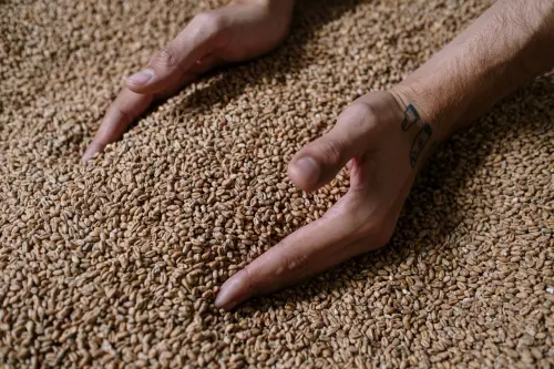 Proprietà del farro: valori nutrizionali e benefici