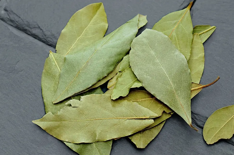 Proprietà dell'alloro: usi in cucina e tisana