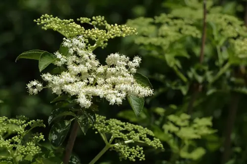 Sambuco: proprietà di fiori, bacche e usi