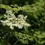Sambuco: proprietà di fiori, bacche e usi