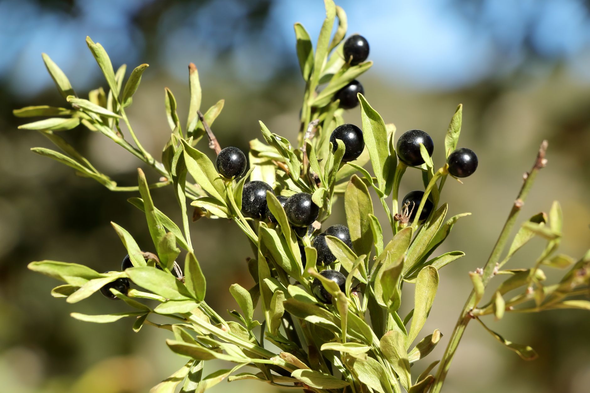 Mirto: pianta, bacche e proprietà