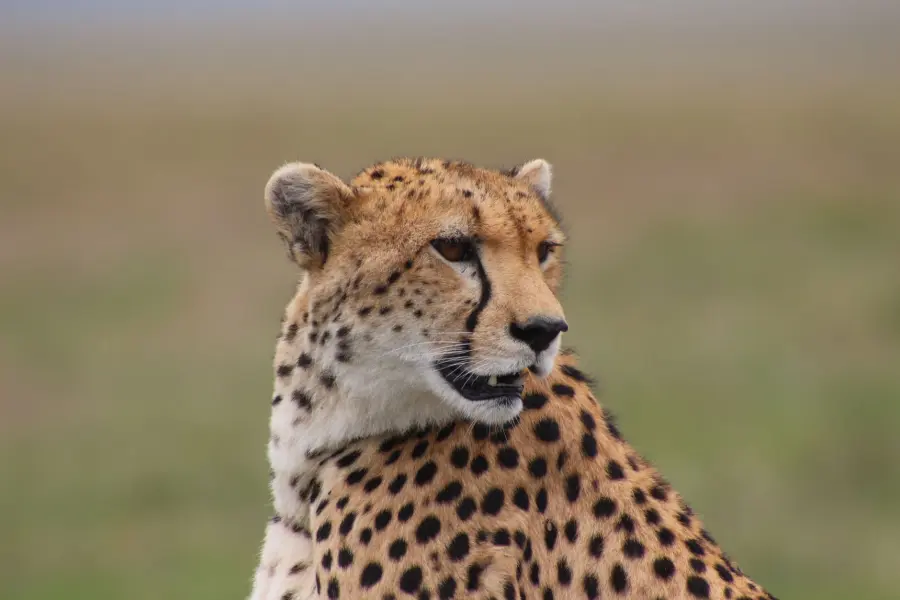 L'animale più veloce del mondo non è il ghepardo