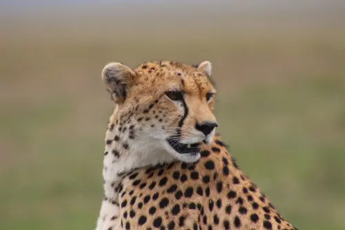 L'animale più veloce del mondo non è il ghepardo