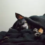 Brandine per cani: quali aspetti considerare in fase di acquisto