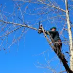 Potatura alberi e piante
