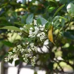 Ligustro: comune, giapponese o texano? Tutti ovviamente!