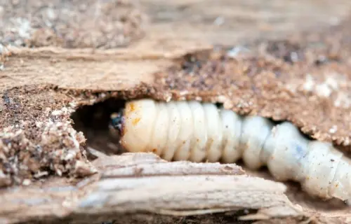 Tarli: Cosa sono? Come riconoscerli e come liberarsene