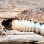 Tarli: Cosa sono? Come riconoscerli e come liberarsene