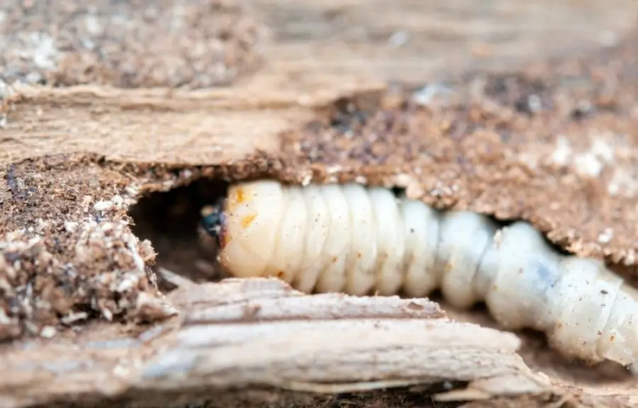 Tarli: Cosa sono? Come riconoscerli e come liberarsene