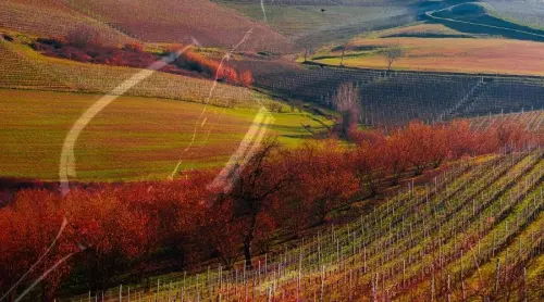 I migliori vini delle Langhe: guida per gli amanti del vino