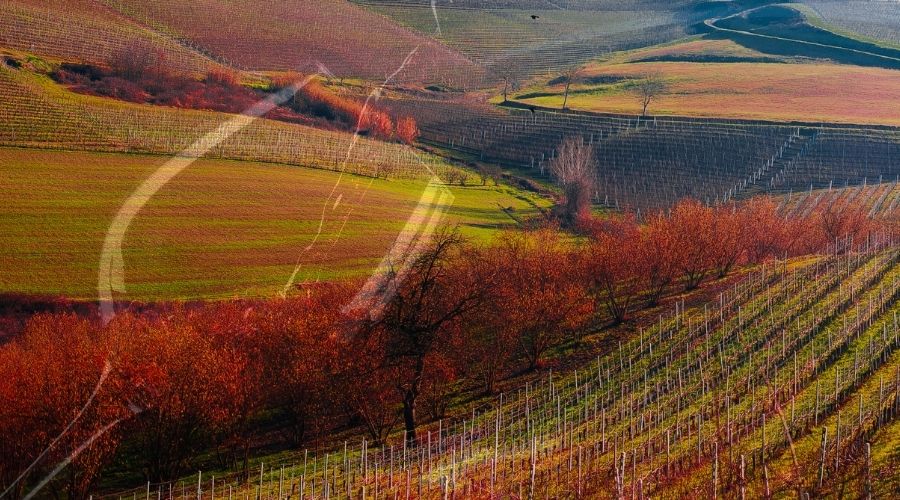 I migliori vini delle Langhe: guida per gli amanti del vino