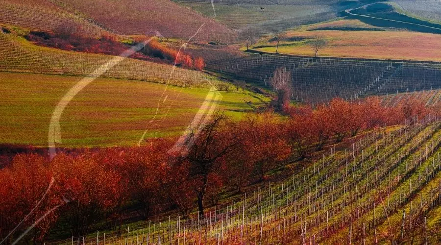 I migliori vini delle Langhe: guida per gli amanti del vino