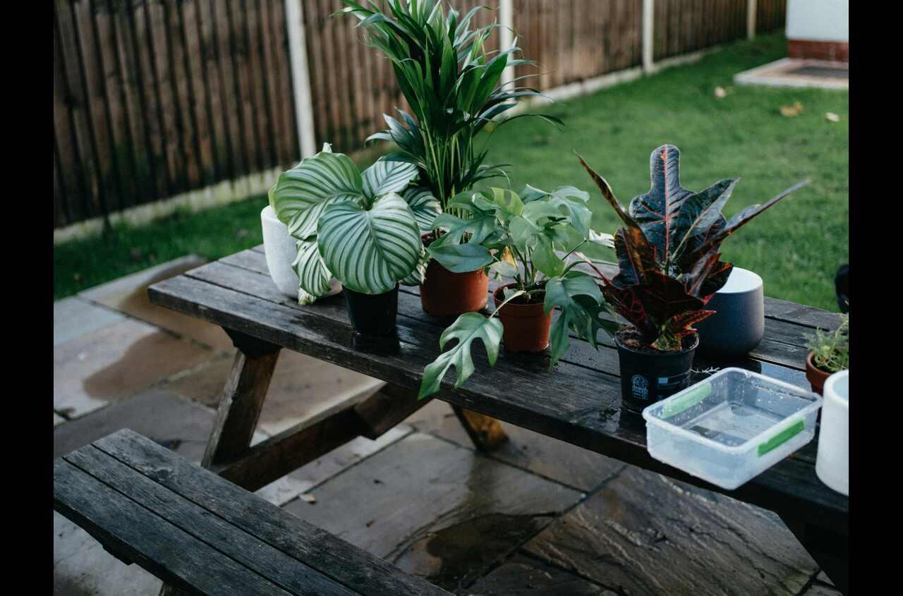 Piante per esterni: scopri quelle perfette per te!