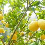 Potatura dei limoni: quando, come e perché