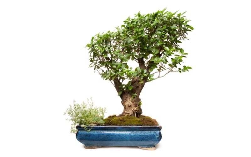 Ligustro bonsai foto